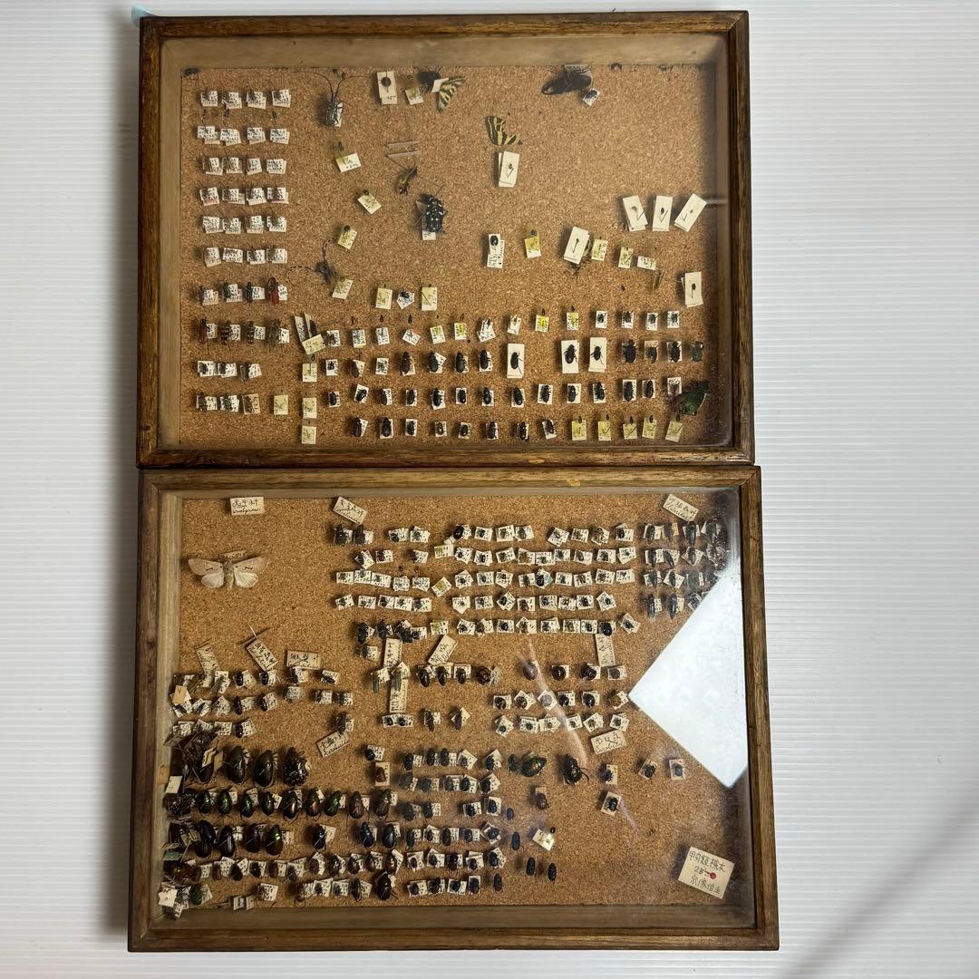 昆虫　標本　ジャンク品