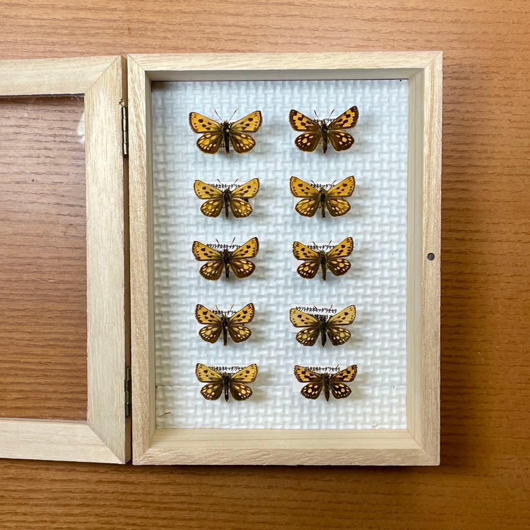 蝶標本　まる出品　カラフトタカネキマダラセセリとジョウザンシジミ