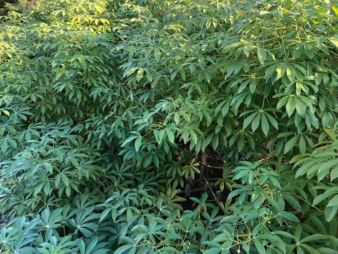 自然栽培キャッサバ芋8キロ