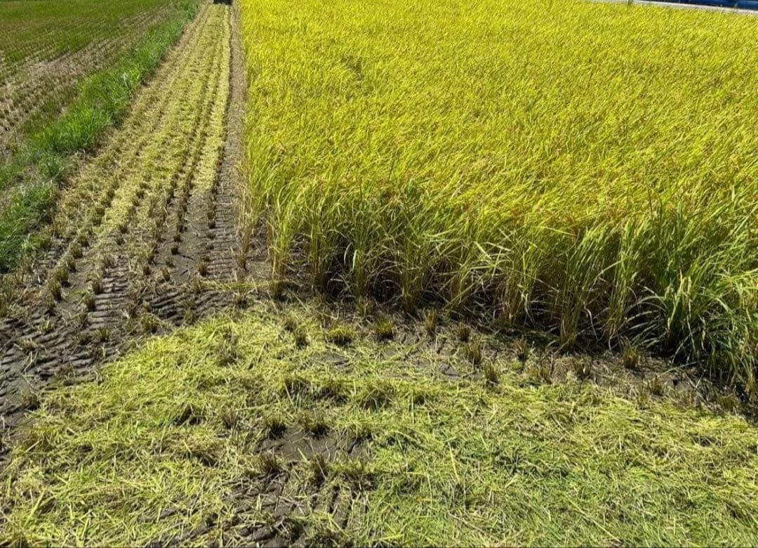 令和7年度産　山口県産（新米）10kgコシヒカリ　白米/玄米　農家直送　送料無料