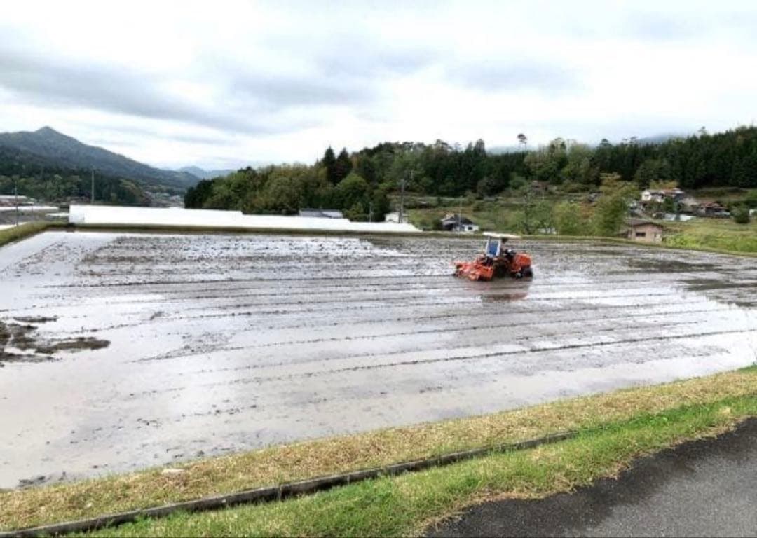 令和7年度産　山口県産（新米）10kgコシヒカリ　白米/玄米　農家直送　送料無料