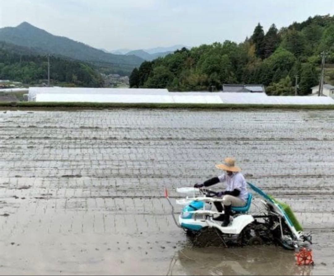 令和7年度産　山口県産（新米）10kgコシヒカリ　白米/玄米　農家直送　送料無料