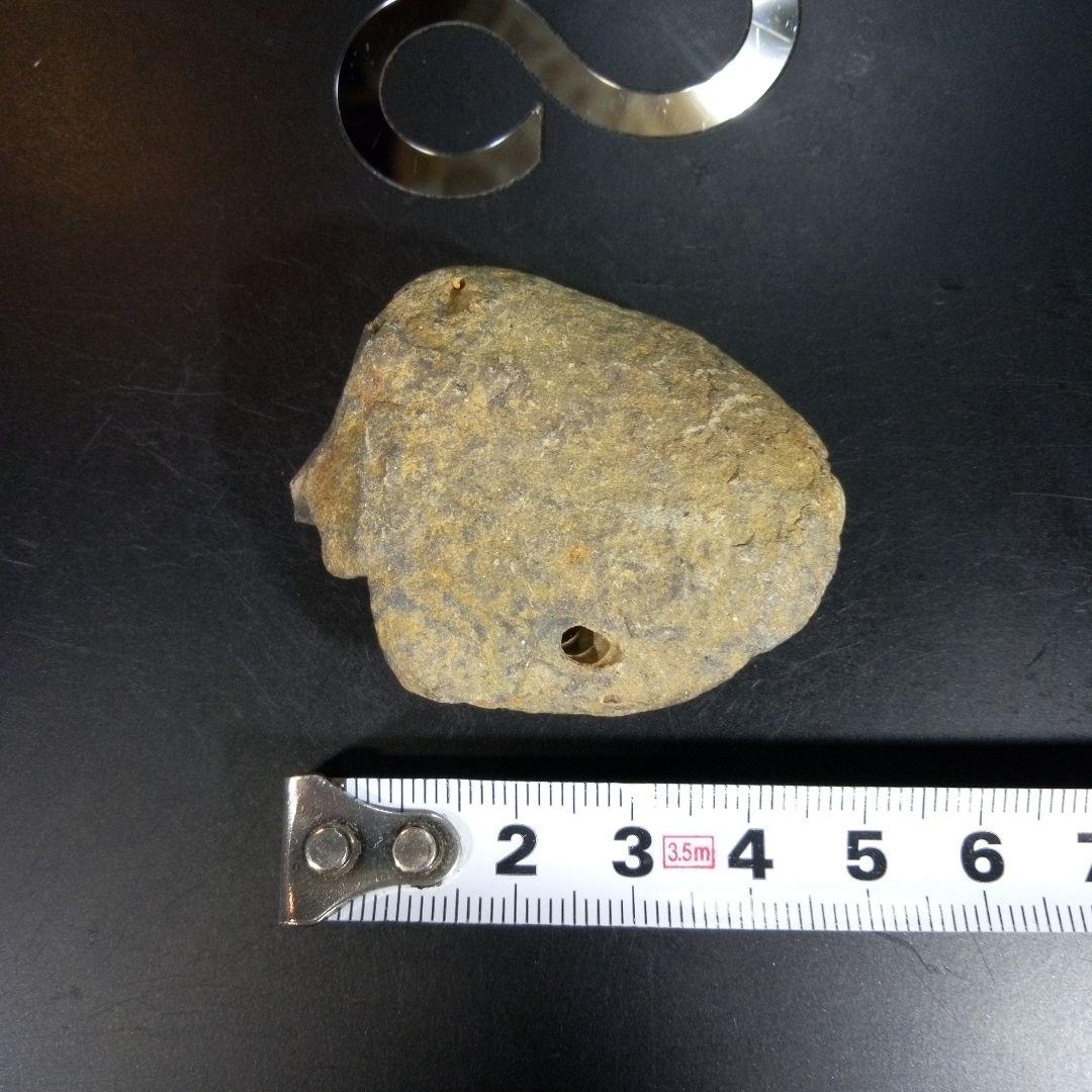 三葉虫　化石　fossil　海　ボリビア産　trilobite　ボリビア化石郡⑩