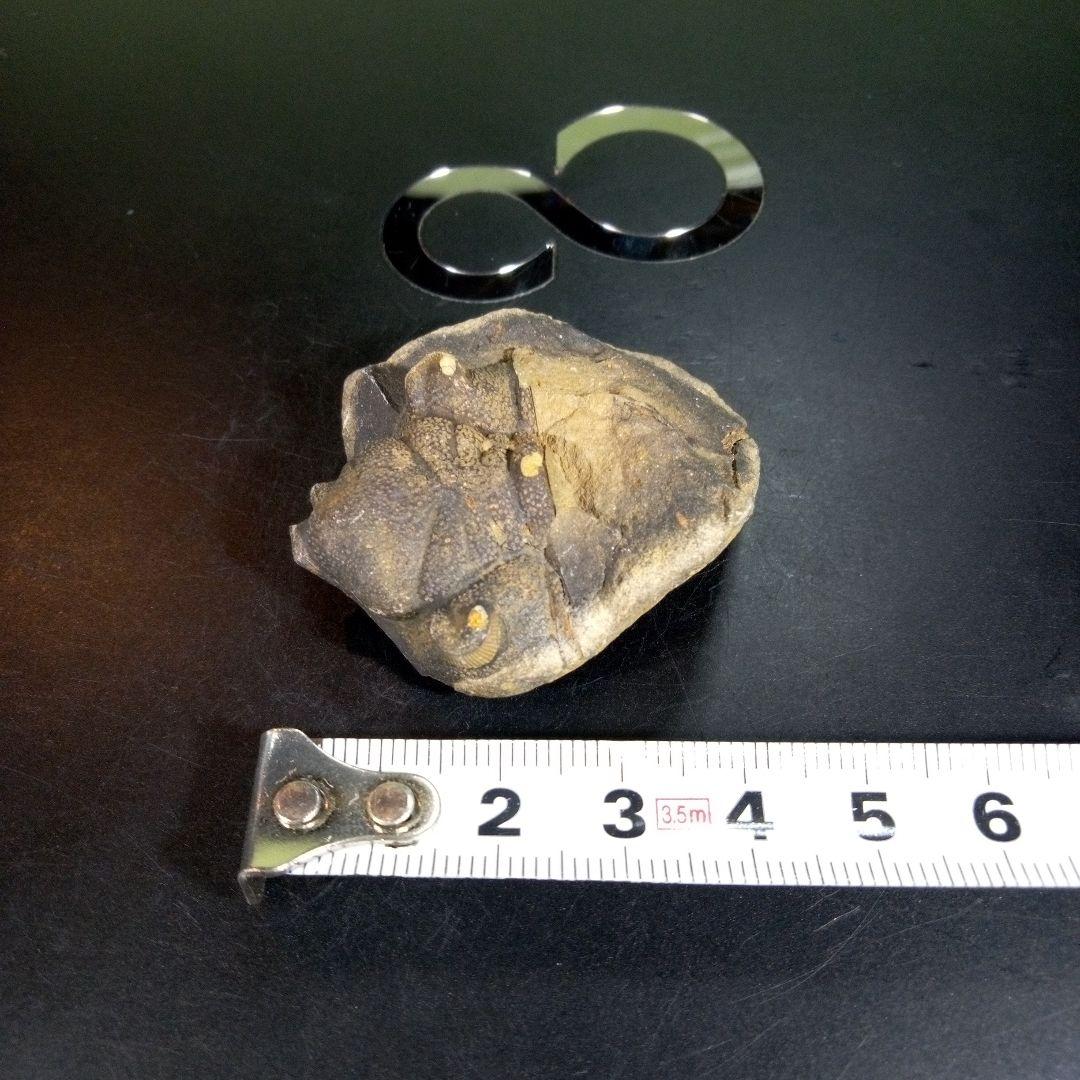 三葉虫　化石　fossil　海　ボリビア産　trilobite　ボリビア化石郡⑩