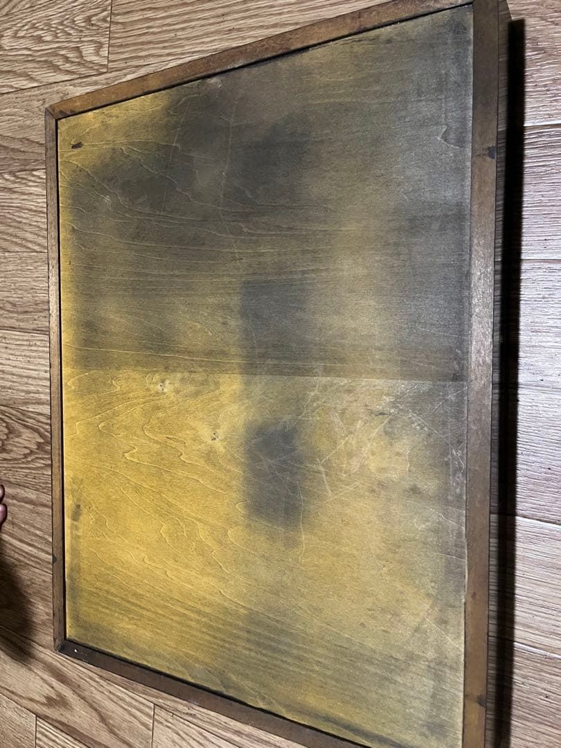 昆虫標本 オサムシ