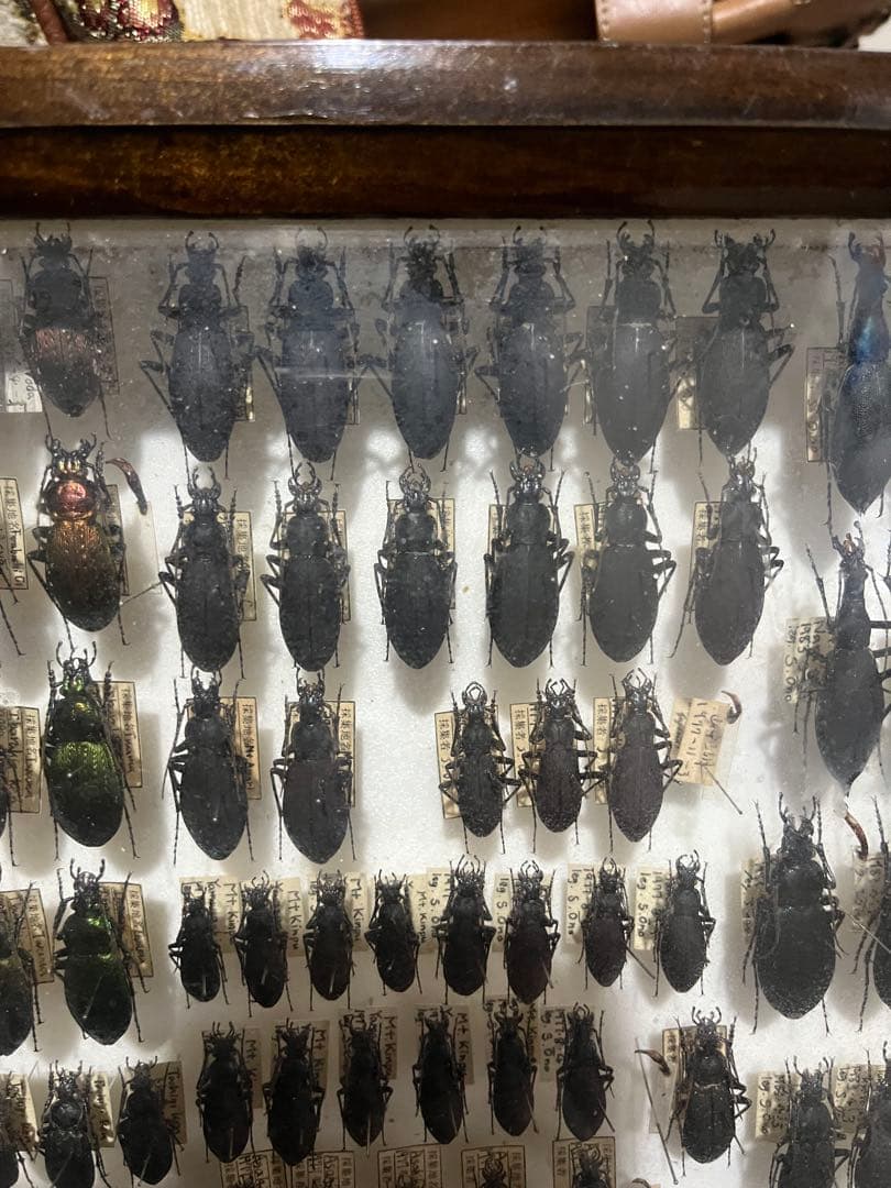 昆虫標本 オサムシ