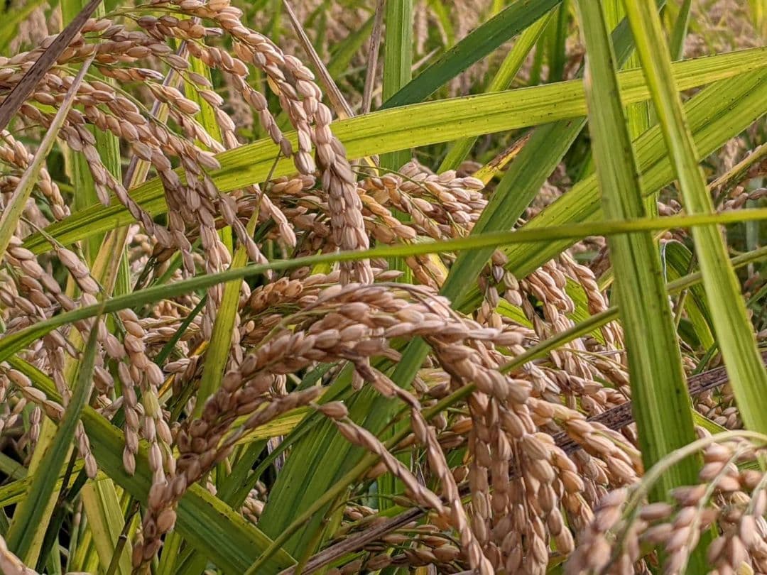 ★自然栽培米　玄米10kg(5kg×2)　令和7年度　熊本県産　森のくまさん★