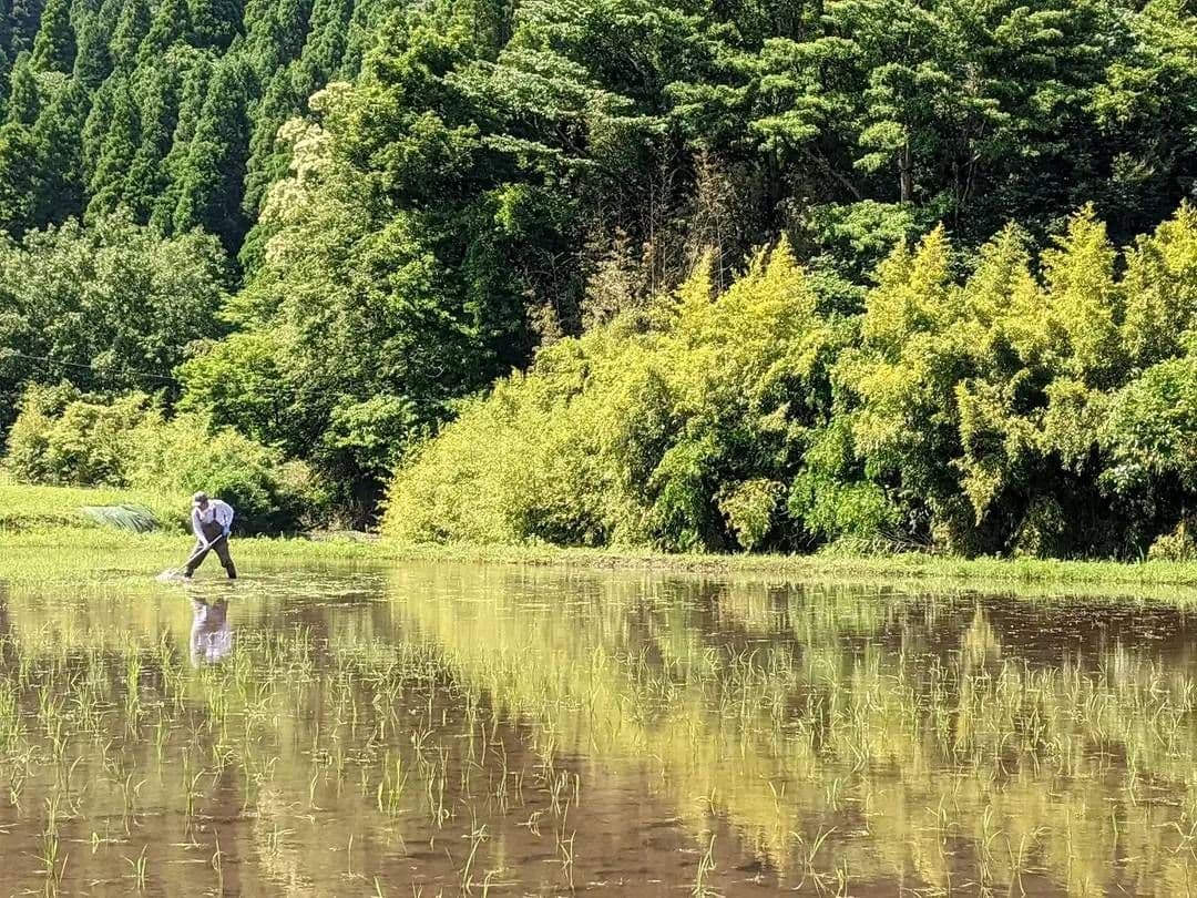 ★自然栽培米　玄米10kg(5kg×2)　令和7年度　熊本県産　森のくまさん★