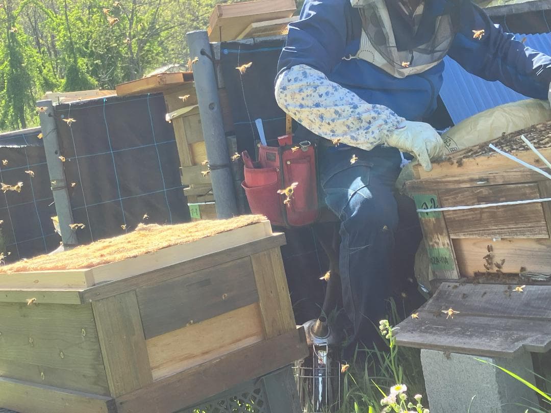 国産蜂蜜 1000g 3本セット 信州産 アカシア 百花 栗 セイヨウミツバチ