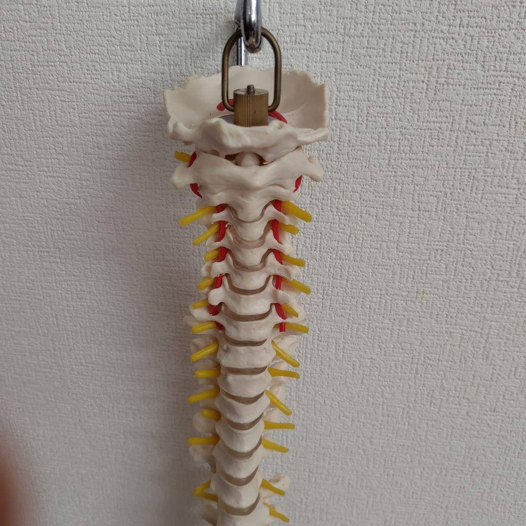 骨格標本　骨格模型　脊柱模型 スタンド付き