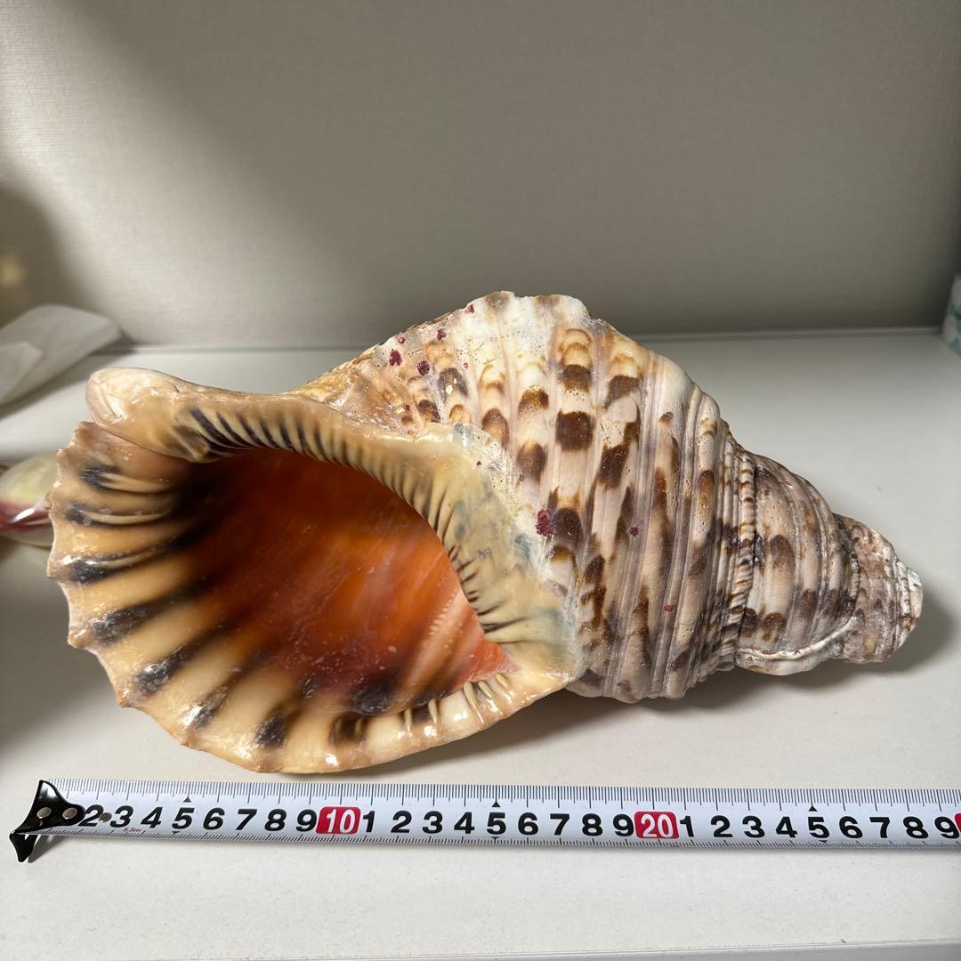 法螺貝 貝殻 標本 先端加工済み 約300mm