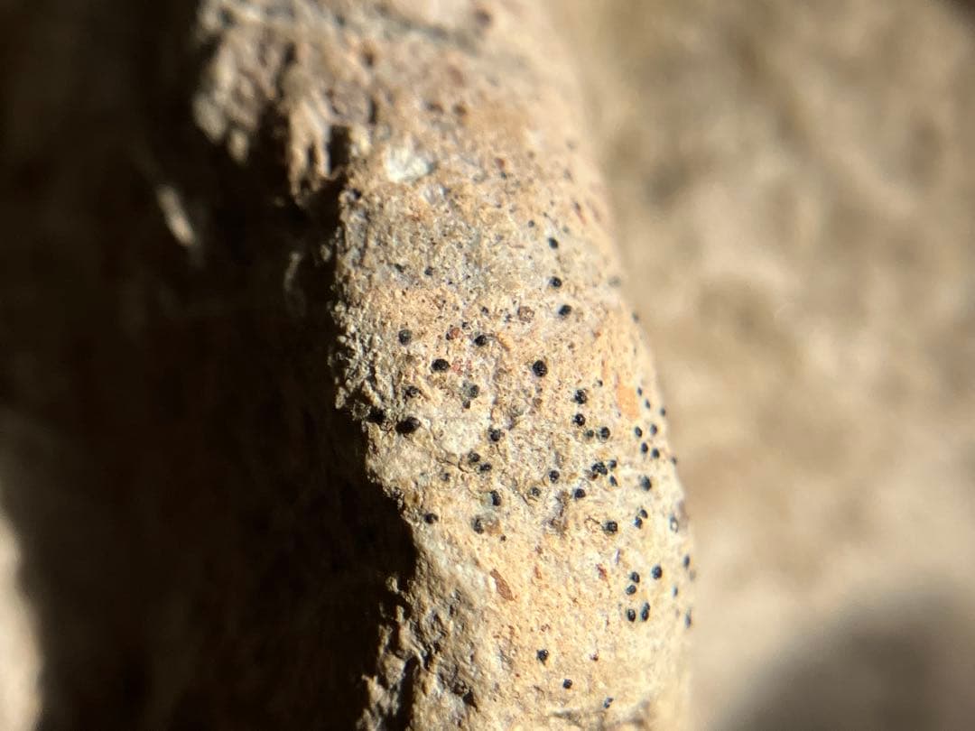 【美しい、、古代中国の羊像 新石器時代後期頃 前3000～2000年】骨董発掘