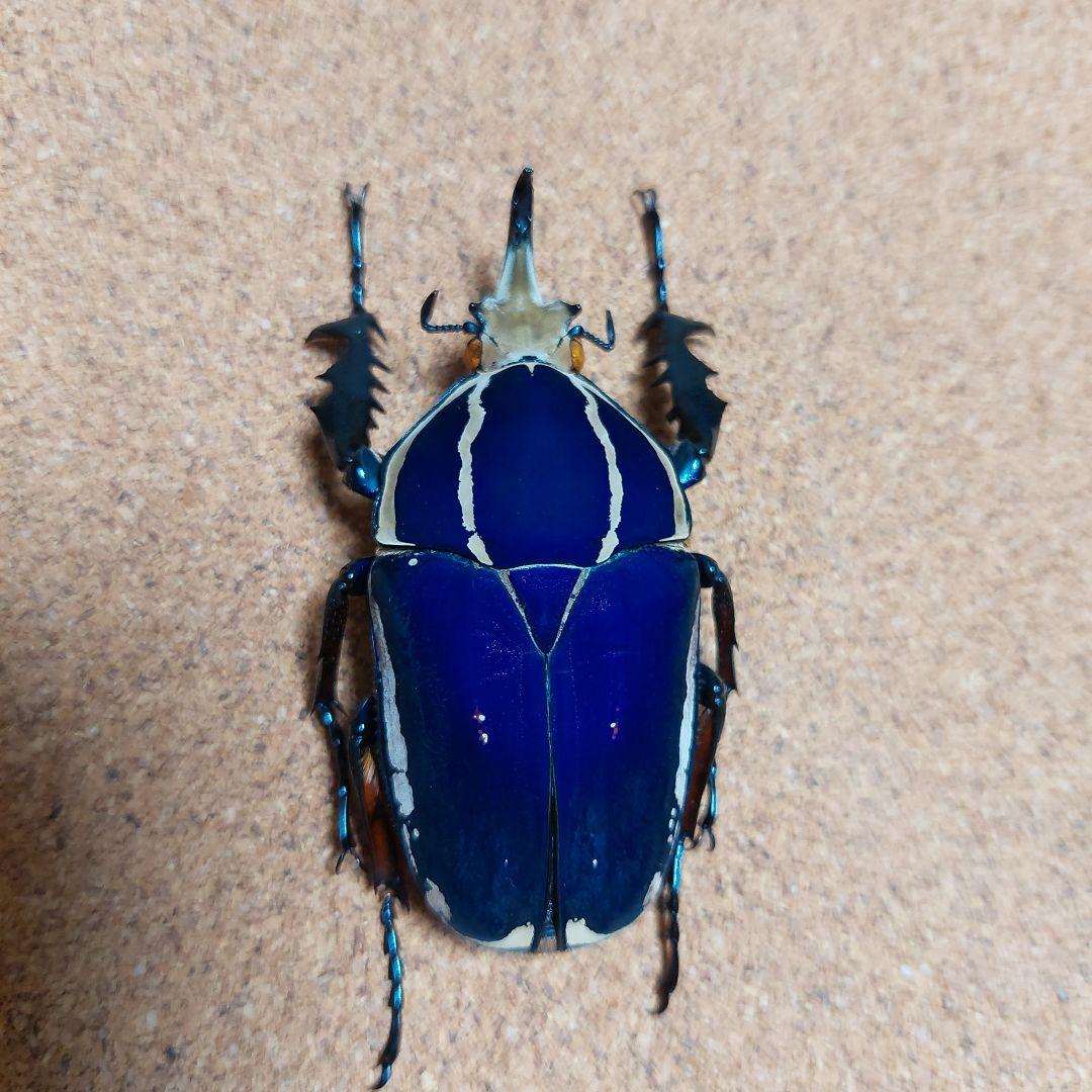 コエポン　ウガンデンシスオオツノカナブン　標本　+フクエアオカナブン　標本