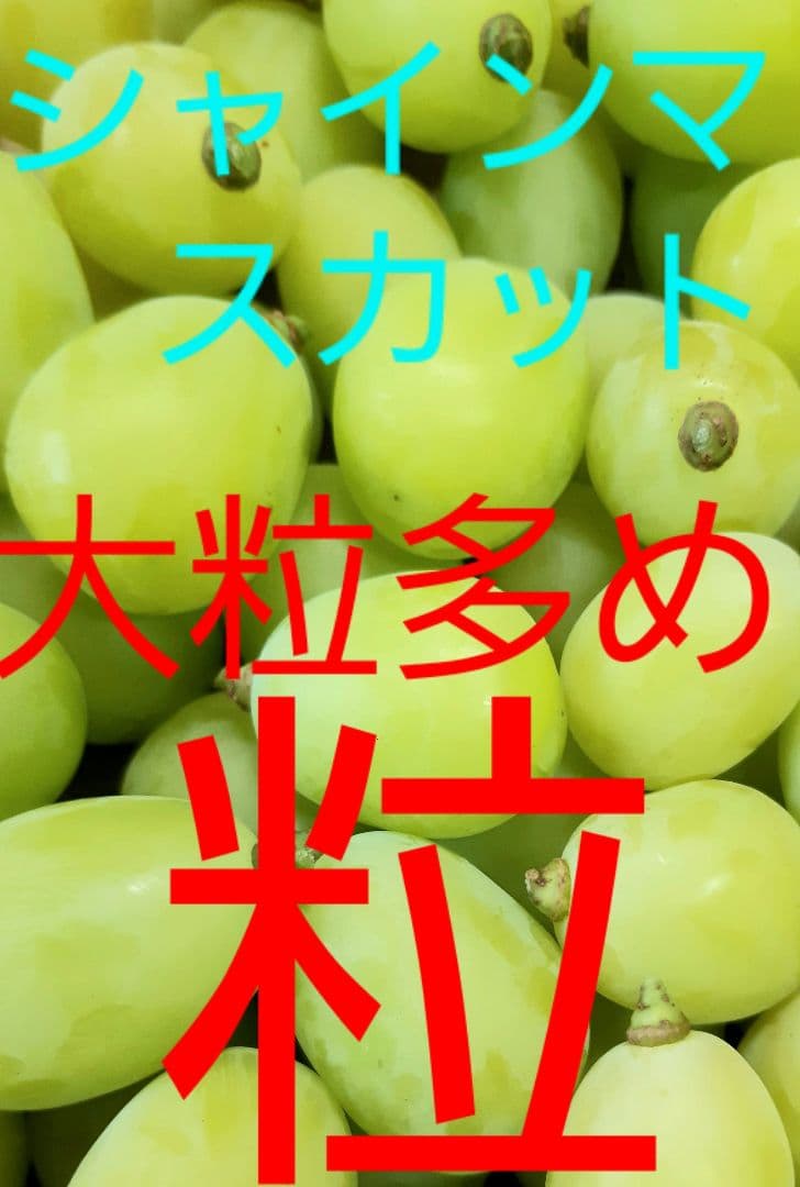 シャインマスカット大粒多め入り5.5キロパック入りになります。