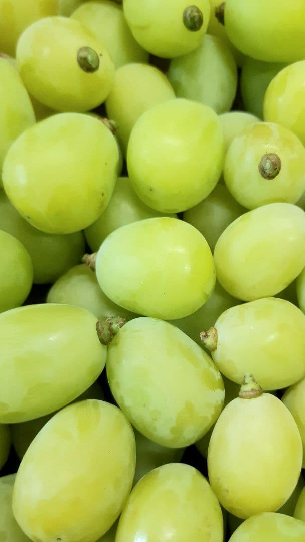 シャインマスカット大粒多め入り5.5キロパック入りになります。