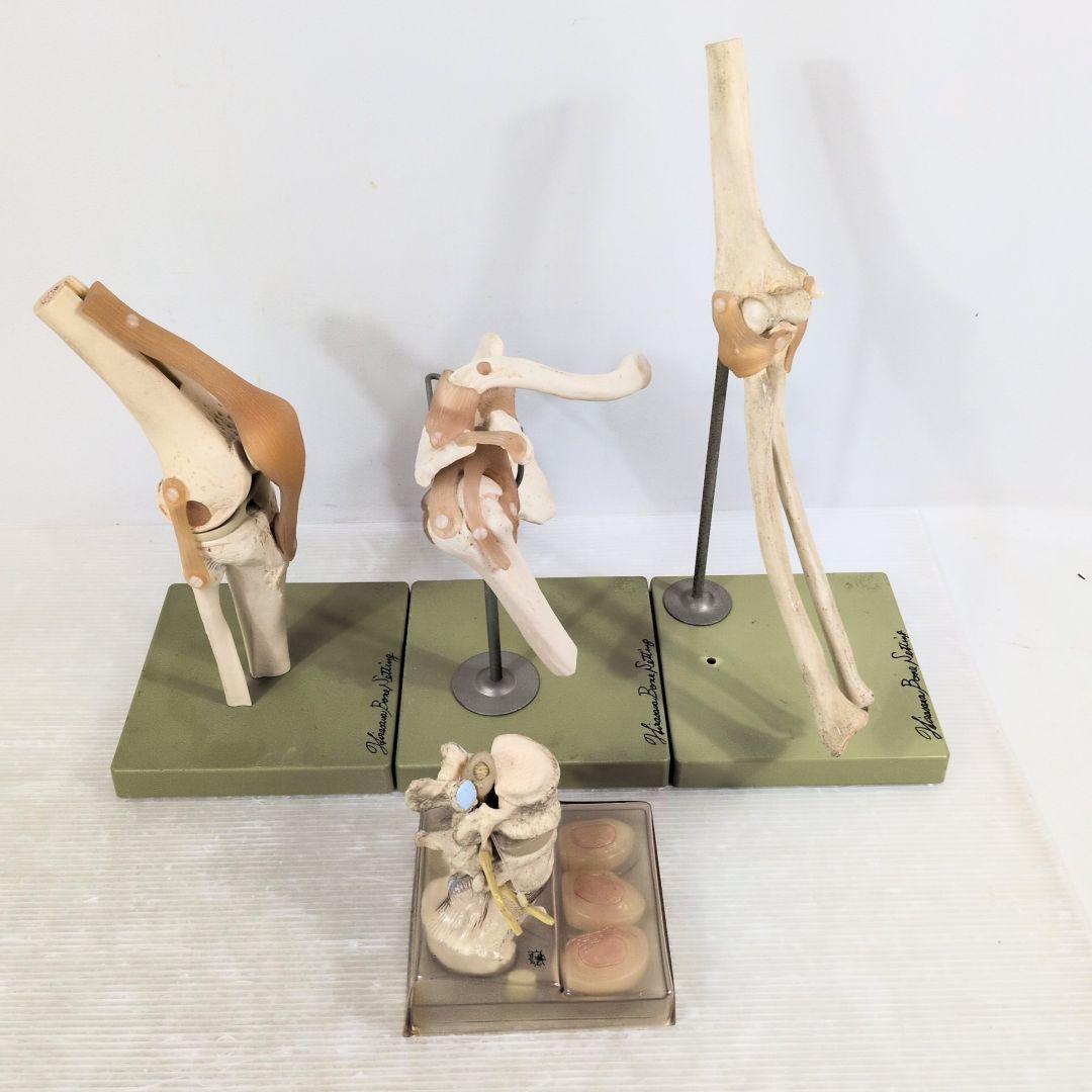 SOMSO 肩関節 膝関節 肘関節 椎間板 模型 ソムソ ドイツ製 人体模型