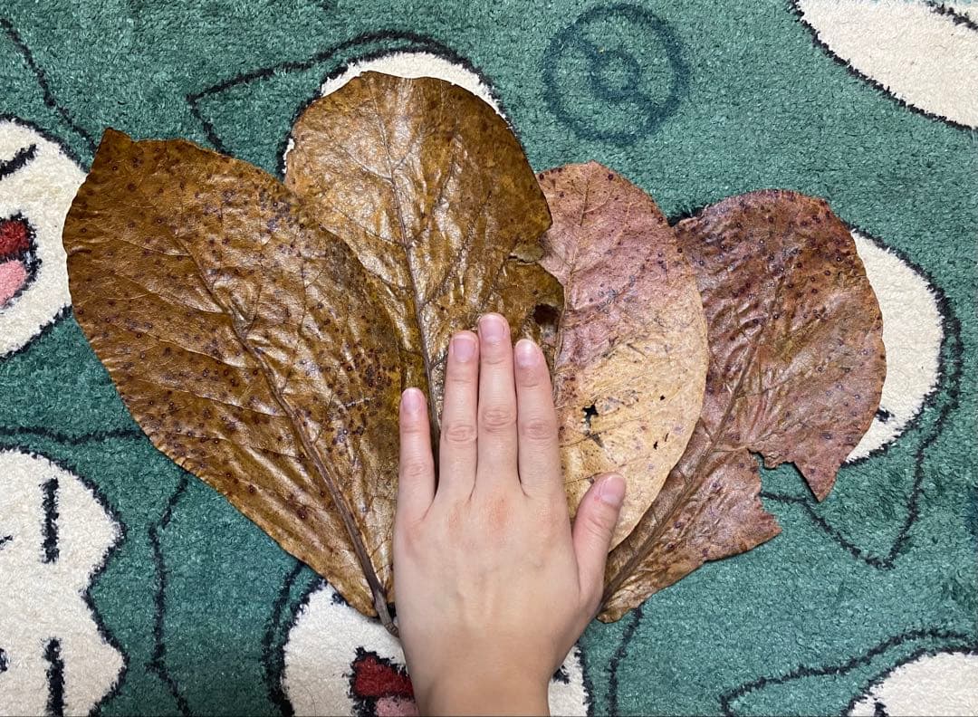 沖縄県やんばる産マジックリーフ 1kg UV殺菌灯照射済み①