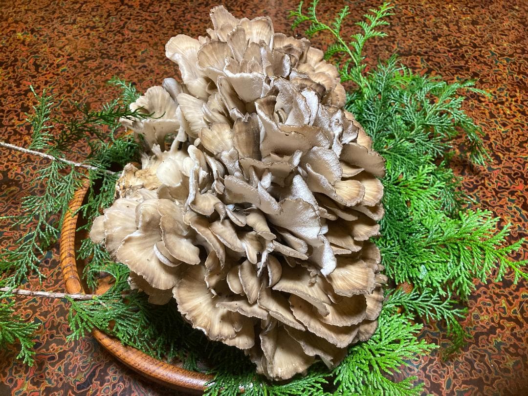 マイタケ　舞茸　チャフ　信州産　1449g