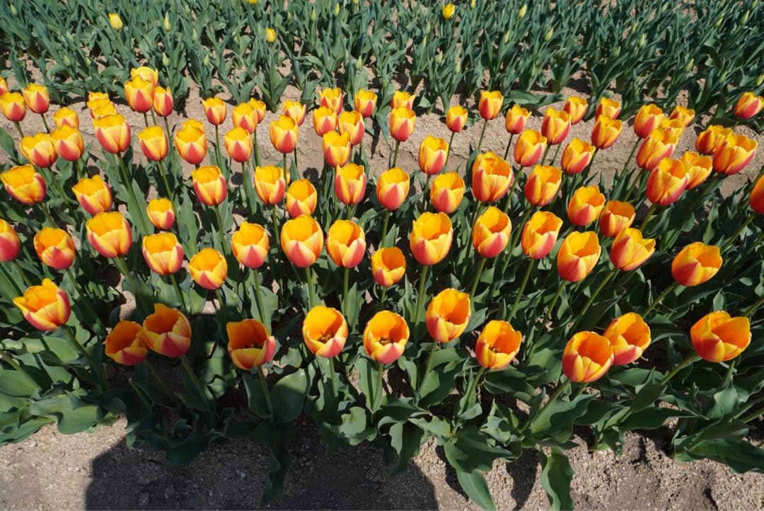 にしぽりさま　自転車