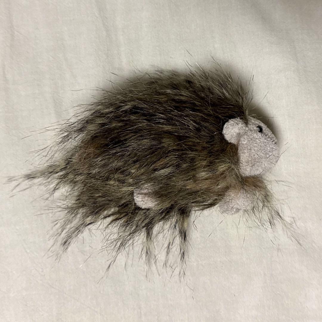 ジェリーキャット ゴージャスギニアピッグ ゴージャス モルモット