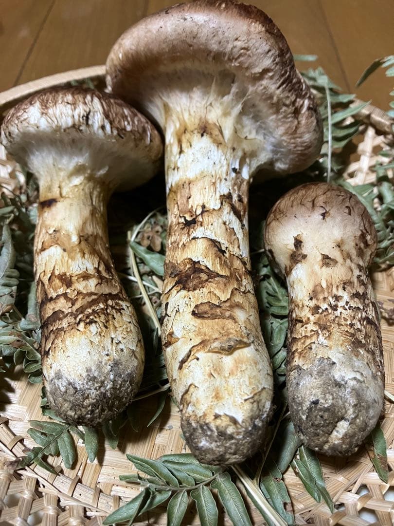 松茸　岩手県産　231g 17日夕方取れ