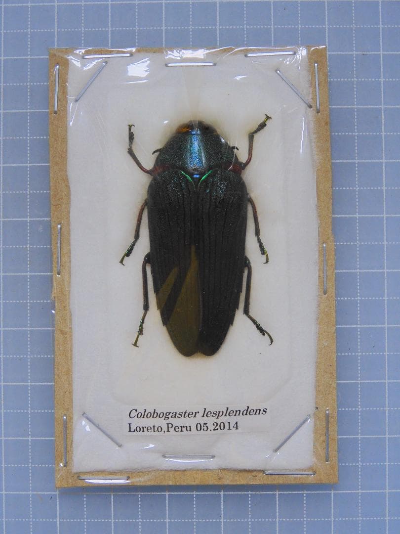 標本 Peru Clobogaster lesplendens 41mm