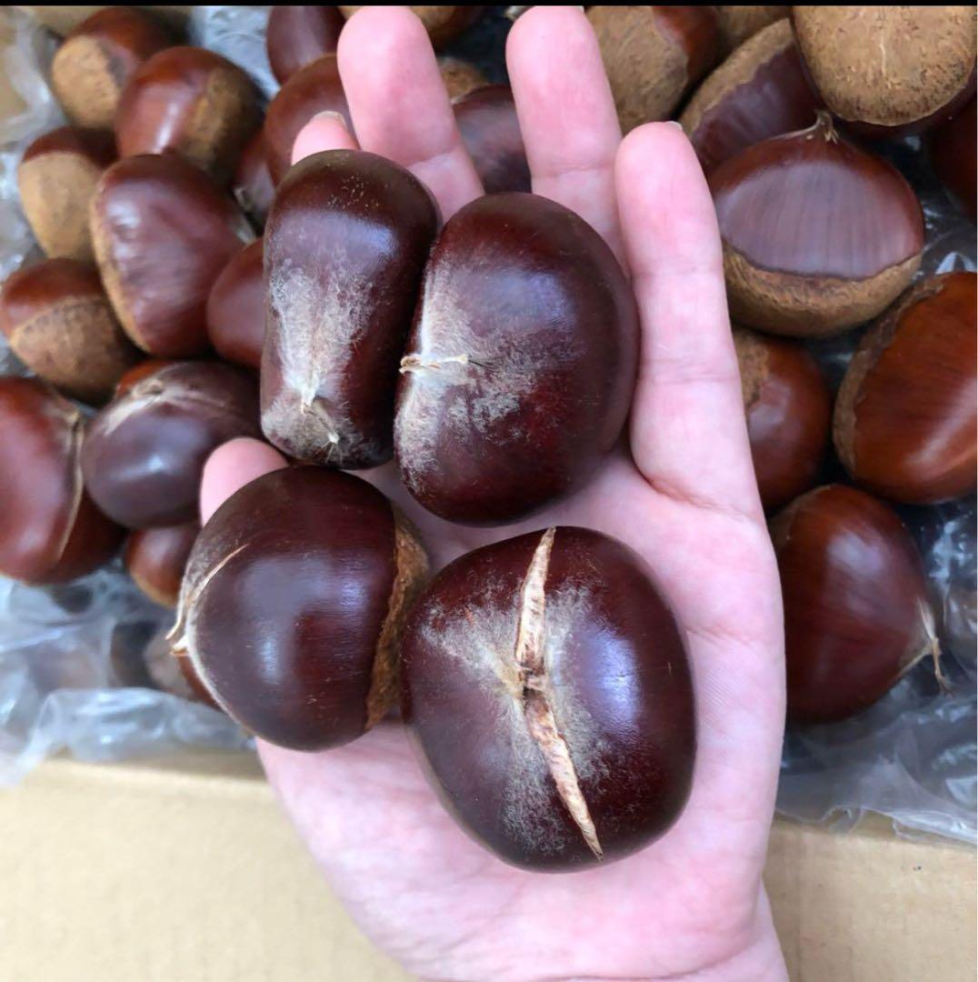 yoshiko0724ym 大粒栗 10kg 3Lサイズ