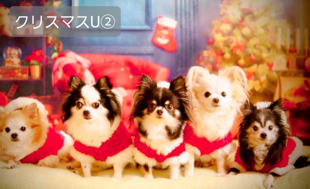 背景布　【　冬D　】サンプル　ペット撮影、ニューボーンフォトなどに♪