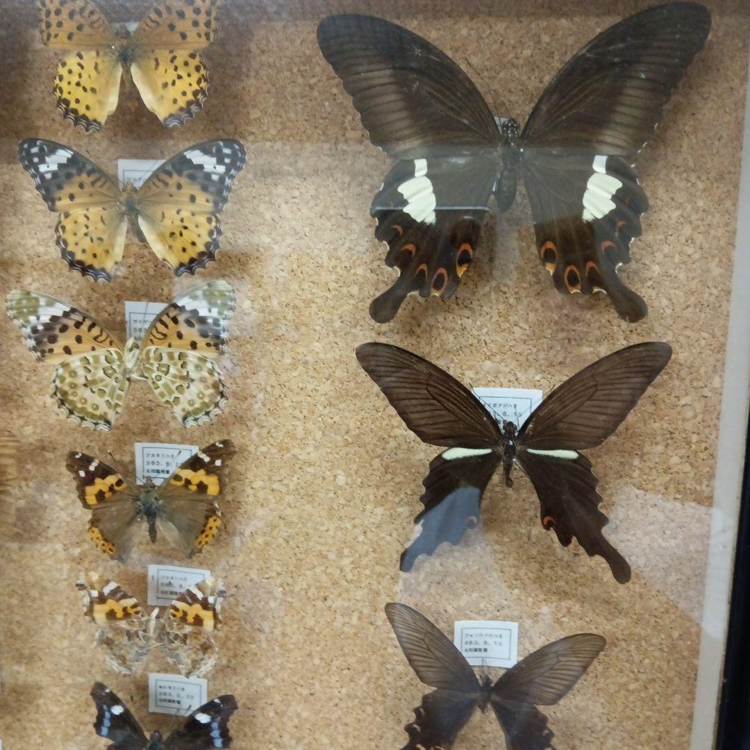 昭和６３年当時物徳島県採取蝶々ガラス木製枠横幅５０X縦４２X厚さ６センチ標本品