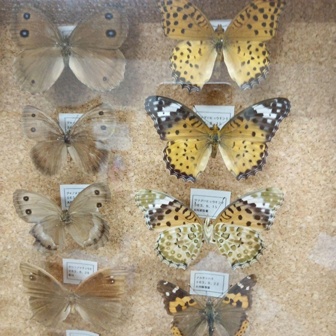 昭和６３年当時物徳島県採取蝶々ガラス木製枠横幅５０X縦４２X厚さ６センチ標本品