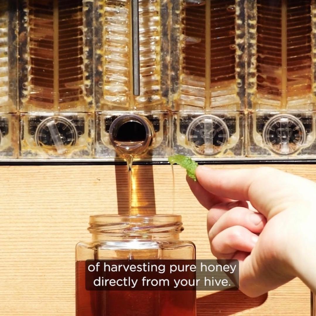 フローハイブ　蜜蜂巣箱 ミツバチ巣箱 蜜蜂飼育箱　ミツバチ飼育箱 ミツバチ養殖