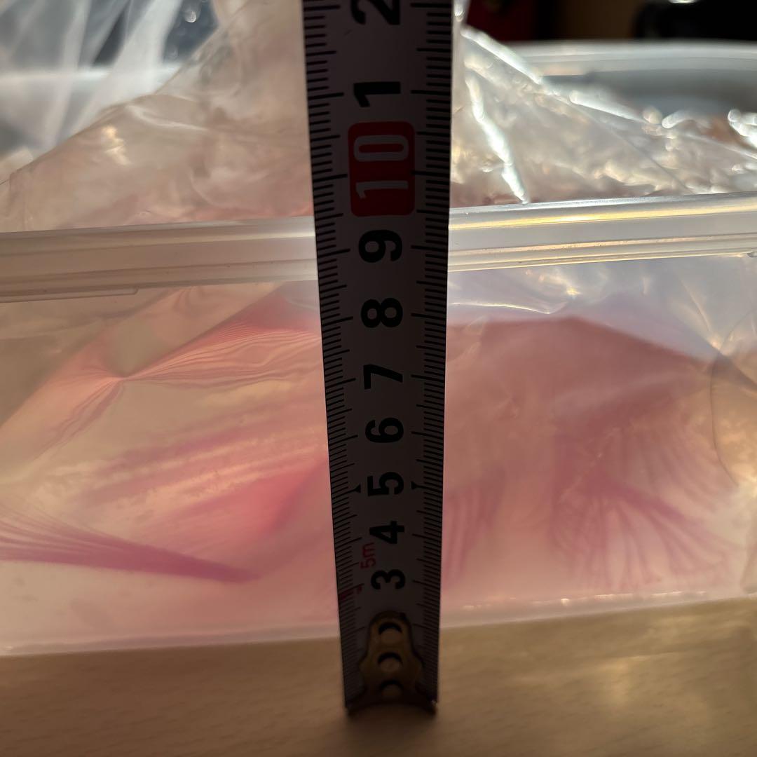 【透明骨格標本】ハナミノカサゴ 30cm