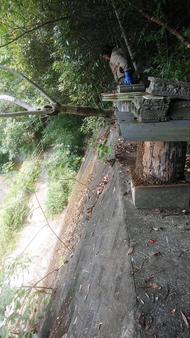 日本ミツバチ 蜂蜜 令和7年 採れたて 1200g 2年物たれ蜜 非加熱　百花蜜