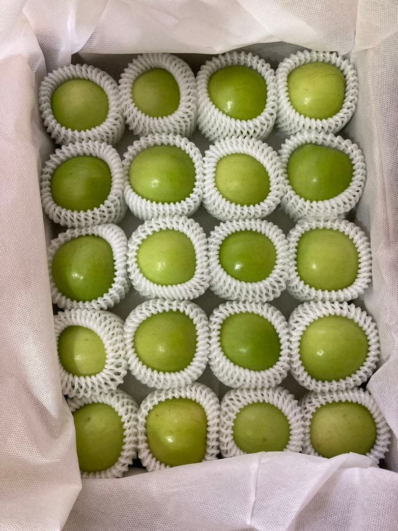 418新鮮台湾ナツメ　台湾青棗 箱込み2.5kg(１８~24玉)玉数お任せ