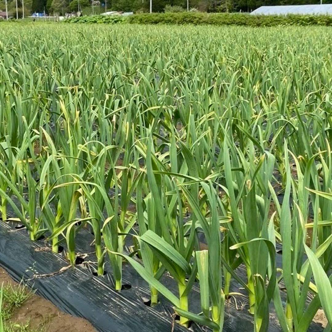 青森県産 ホワイト六片 ニンニク にんにく バラ 6 5kg
