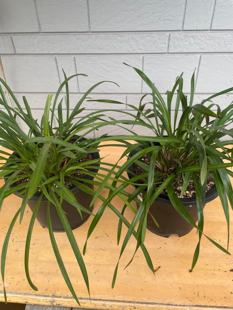 日本蜜蜂キンリョウヘン8号ニセット！現物！送料無料！