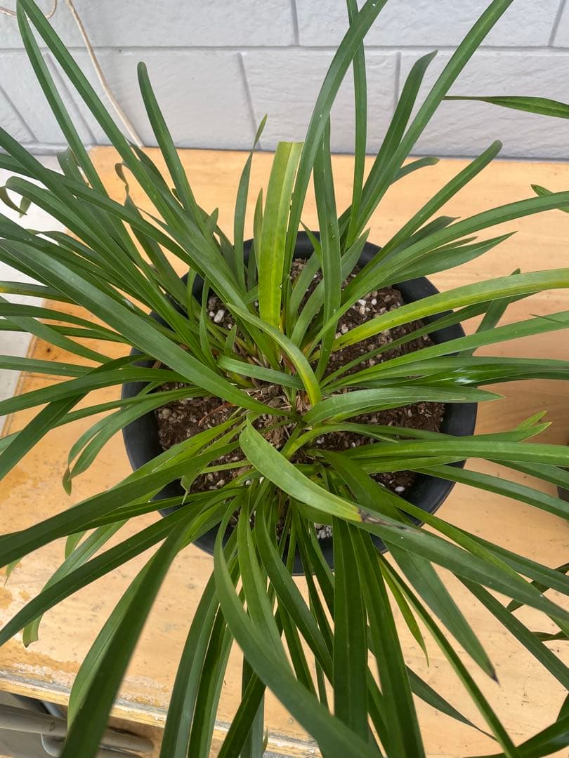 日本蜜蜂キンリョウヘン8号ニセット！現物！送料無料！