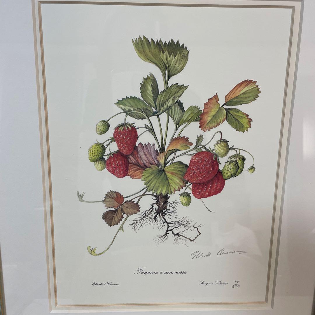 イチゴの植物画 リトグラフ