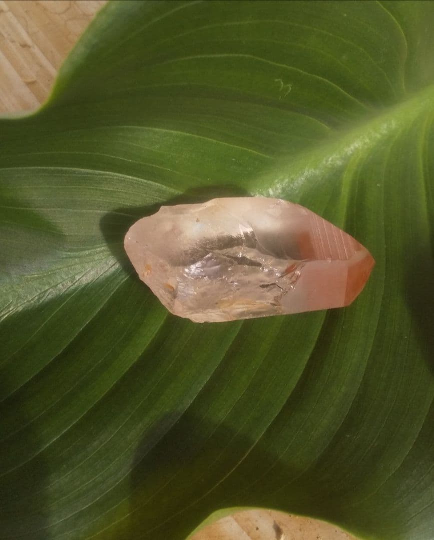 ピンク レムリアンシード