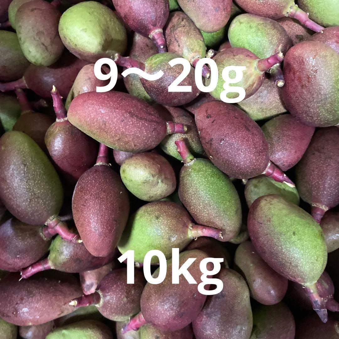 摘果マンゴー　９〜20g 10kg
