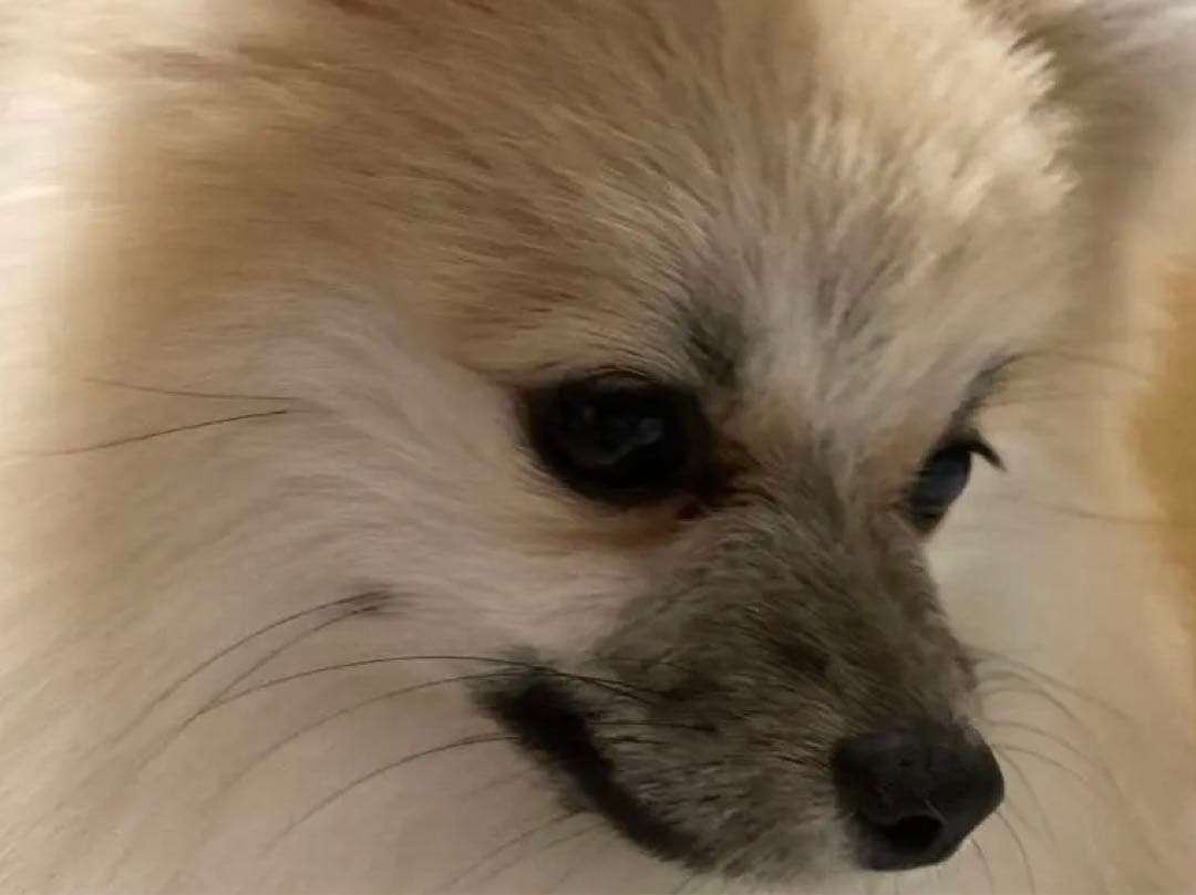 ポメラニアン クリーム色 ふわふわ　の写真