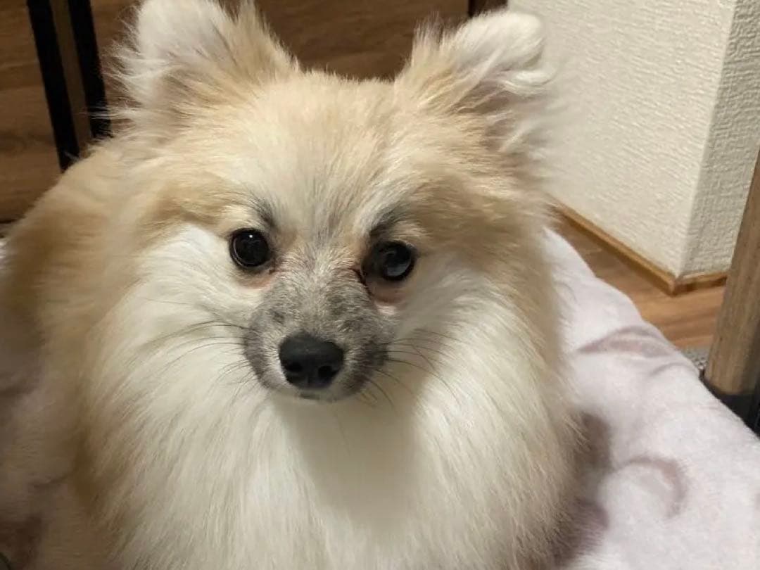 ポメラニアン クリーム色 ふわふわ　の写真