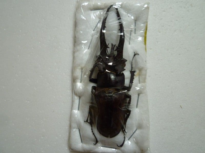 ヘルマンミヤマクワガタ♂/Lucanus hermani/江西省.九江産84mm