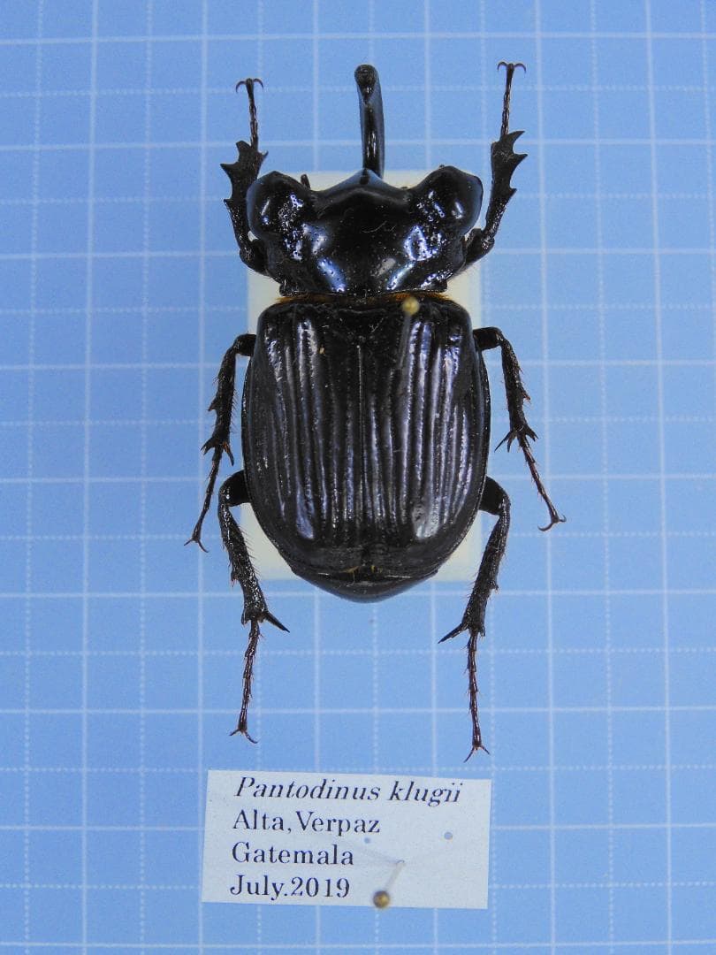 ガテマラ産　クルグイツノハナムグリ　39mm