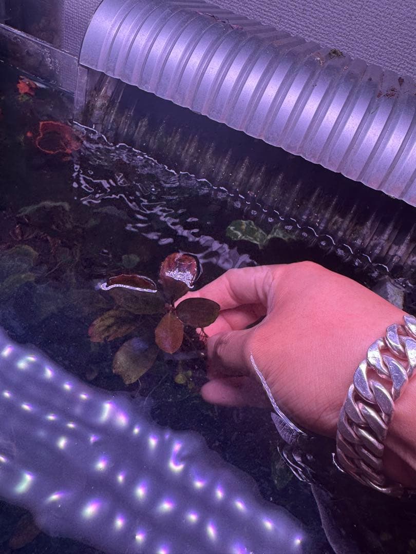 数量限定　ブセファランドラsp.ファンタスティックパープル大株　完全水中葉