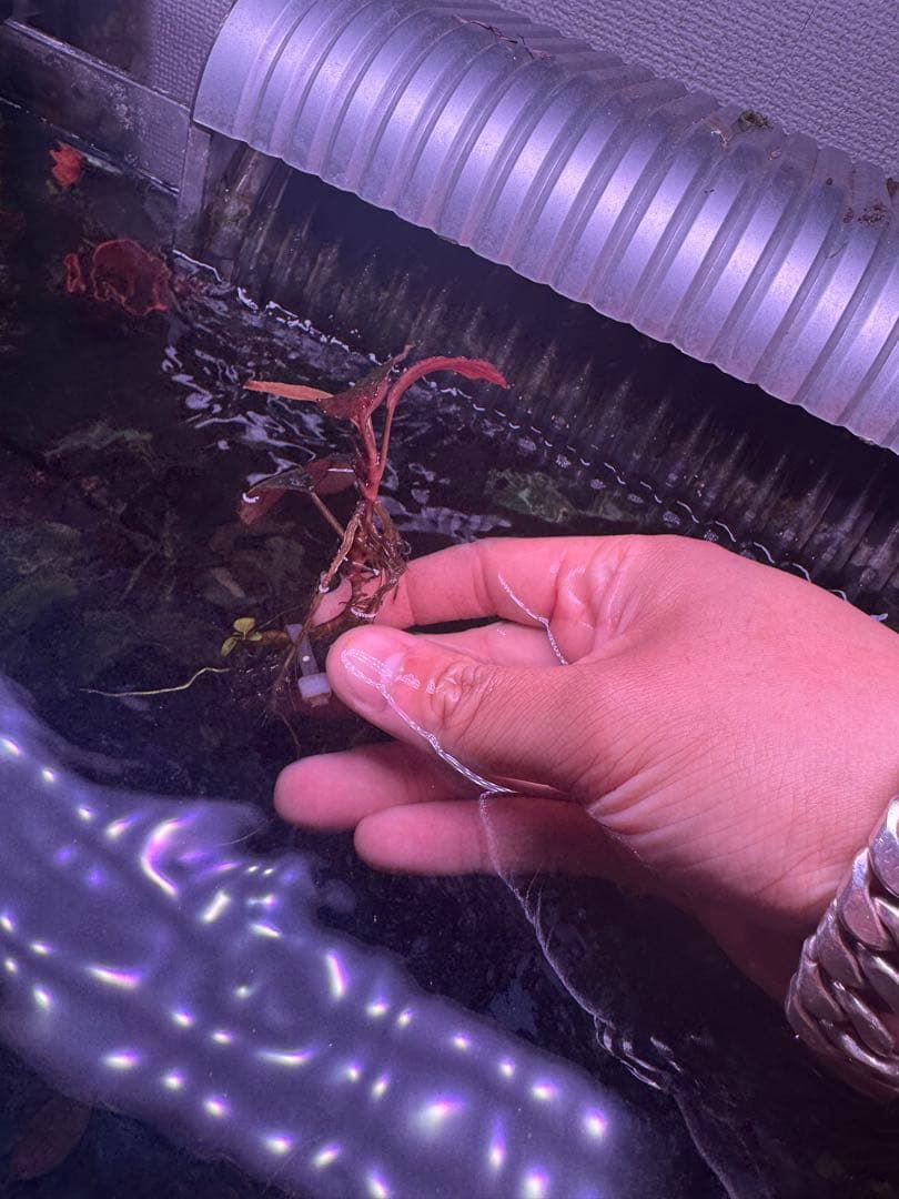 数量限定　ブセファランドラsp.ファンタスティックパープル大株　完全水中葉