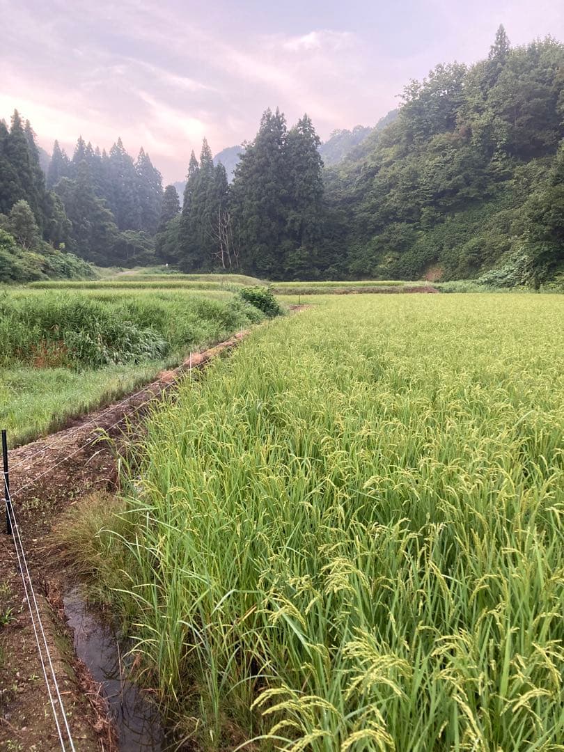 令和7年産魚沼コシヒカリ精米10kg