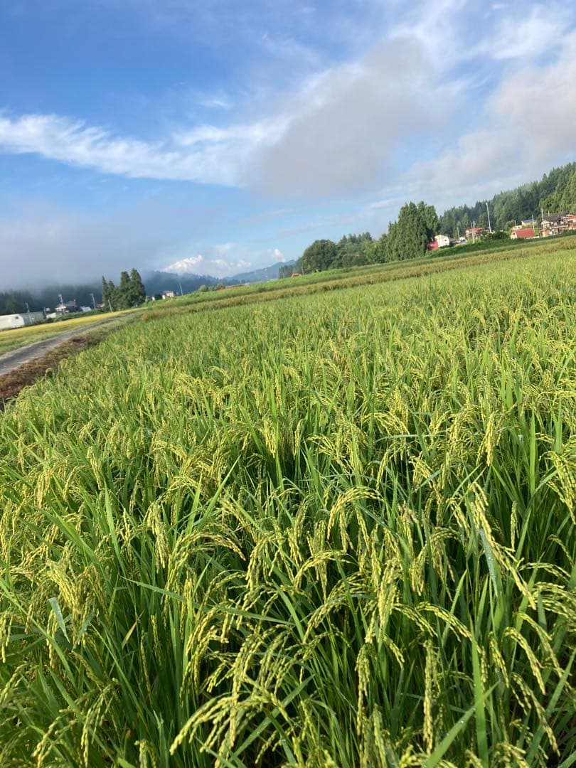 令和7年産魚沼コシヒカリ精米10kg