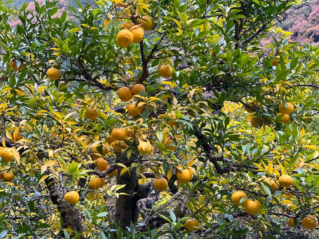 NAGOMIの柚子 20年間農薬不使用『バグーツ10kg』