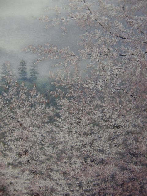 酒井　英利【仁和寺風景】、希少画集画、状態良好、新品高級額装付